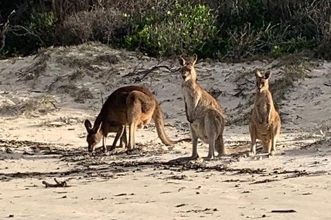 Bribie Island Boat And 4x4 Beach Tour - Accommodation ACT 9