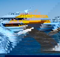 Spirit of Hervey Bay Whale Watching Cruise - Accommodation ACT
