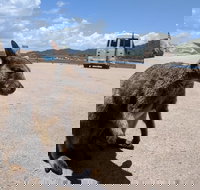 Magnetic Island Tour Maggie Comprehensive - Accommodation ACT