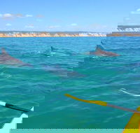 Half-Day Kayak with Dolphins and 4WD Beach Drive from Rainbow Beach - Accommodation ACT