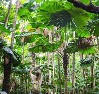Cape Tribulation Daintree Rainforest and Wildlife Tour - Accommodation ACT
