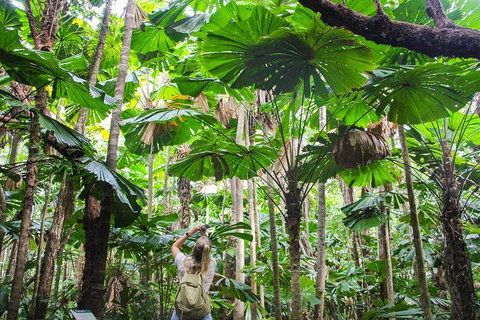 Cape Tribulation, Daintree Rainforest And Wildlife Tour - Accommodation ACT 0