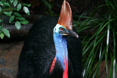 Cape Tribulation, Daintree Rainforest And Wildlife Tour - Accommodation ACT 1