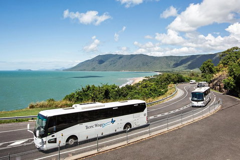 Cape Tribulation, Daintree Rainforest And Wildlife Tour - Accommodation ACT 3