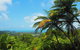 Cape Tribulation, Daintree Rainforest And Wildlife Tour - thumb 5
