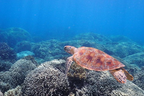 Calypso Outer Great Barrier Reef Cruise From Port Douglas - Accommodation ACT 9
