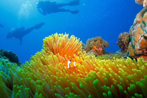 Calypso Outer Great Barrier Reef Cruise From Port Douglas - Accommodation ACT 8