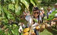 Charley\'s Chocolate Factory Tour, Mission Beach Including Aussie Farm Lunch - thumb 1