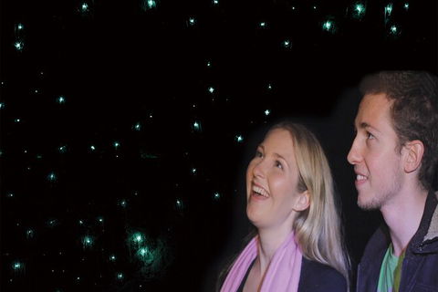 Natural Bridge Glow Worm Night Tour From Gold Coast - Accommodation ACT 6