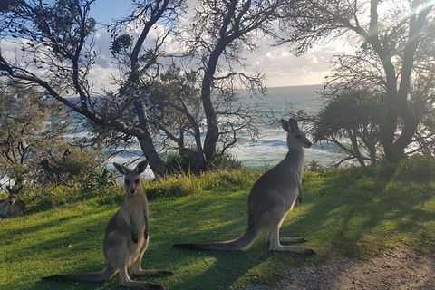 Full-Day Tour To North Stradbroke Island From Brisbane - Accommodation ACT 1