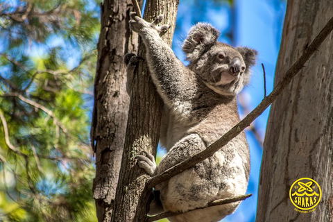 Full-Day Tour To North Stradbroke Island From Brisbane - Accommodation ACT 8