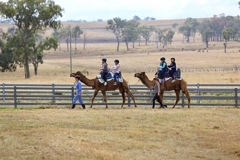 Camel Rides - Accommodation ACT 1