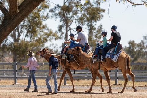 Camel Rides - Accommodation ACT 0