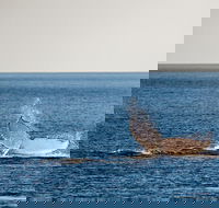 Whale Watching Ocean Tour - Accommodation ACT