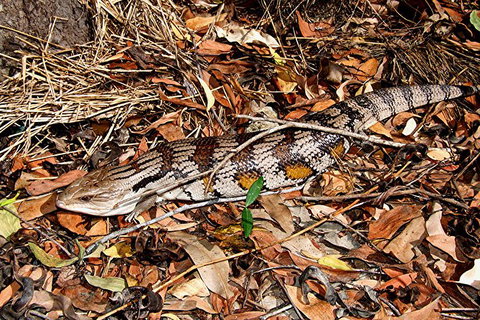 Hartley\'s Crocodile Adventures General Entry Ticket - Accommodation ACT 10