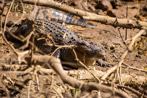 Cape Tribulation Day Tour - Accommodation ACT 6