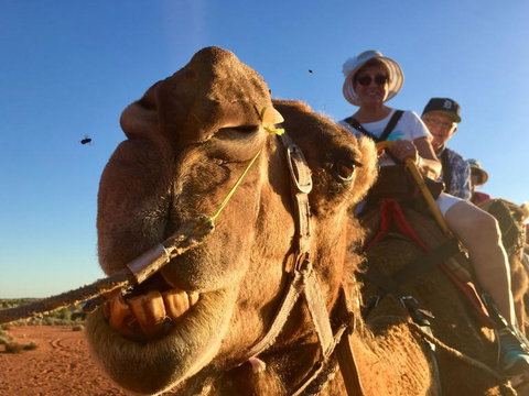 Uluru Small-Group Tour By Camel At Sunrise Or Sunset - Accommodation ACT 7