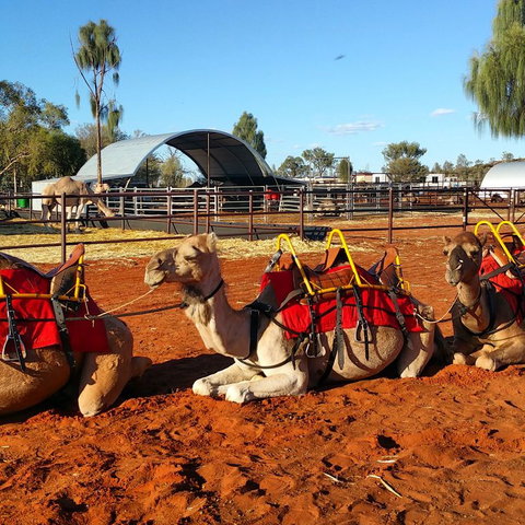 Uluru Small-Group Tour By Camel At Sunrise Or Sunset - Accommodation ACT 15