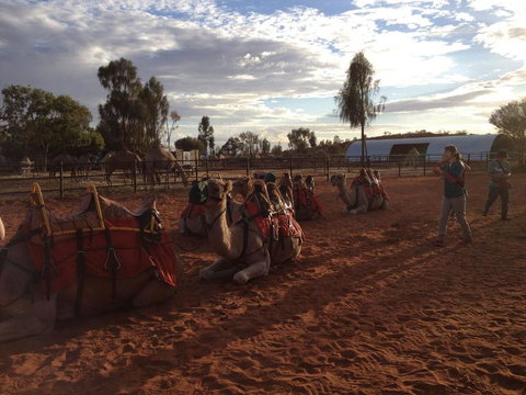 Uluru Small-Group Tour By Camel At Sunrise Or Sunset - Accommodation ACT 23