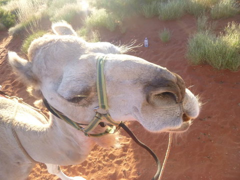 Uluru Small-Group Tour By Camel At Sunrise Or Sunset - Accommodation ACT 10