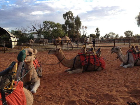 Uluru Small-Group Tour By Camel At Sunrise Or Sunset - Accommodation ACT 24