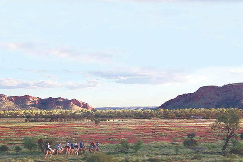 Alice Springs Camel Tour - Accommodation ACT 3