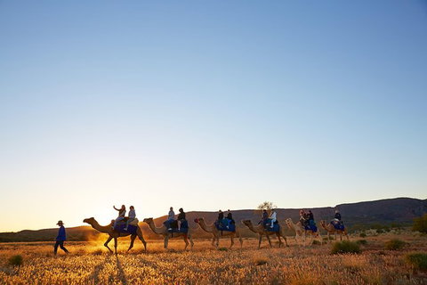 Alice Springs Camel Tour - Accommodation ACT 9