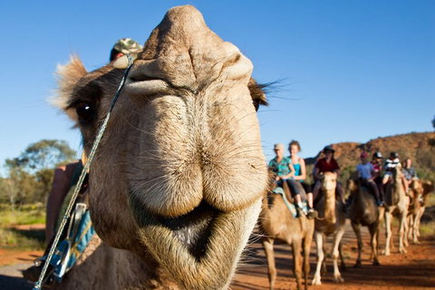 Alice Springs Camel Tour - Accommodation ACT 10