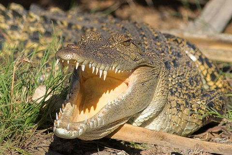 1 Day Corroboree Billabong Wetland Experience Including 2.5 Hour Cruise + Lunch - Accommodation ACT 1