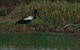 1 Day Corroboree Billabong Wetland Experience Including 2.5 Hour Cruise + Lunch - thumb 3