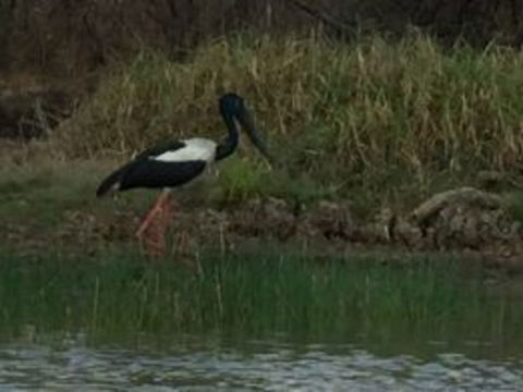 1 Day Corroboree Billabong Wetland Experience Including 2.5 Hour Cruise + Lunch - Accommodation ACT 3