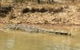 1 Day Corroboree Billabong Wetland Experience Including 2.5 Hour Cruise + Lunch - thumb 6
