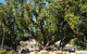 Darwin Heritage Walk - thumb 4