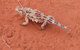 Alice Springs Highlights Half-Day Tour - thumb 5