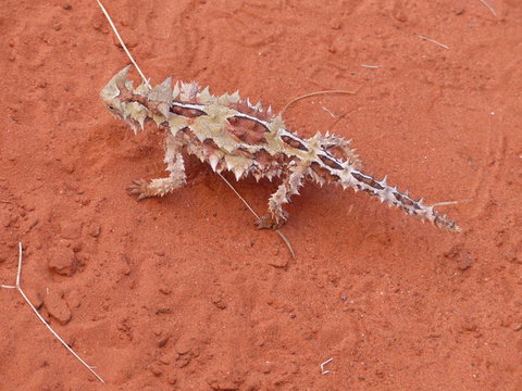 Alice Springs Highlights Half-Day Tour - Accommodation ACT 5