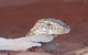 Alice Springs Highlights Half-Day Tour - thumb 6