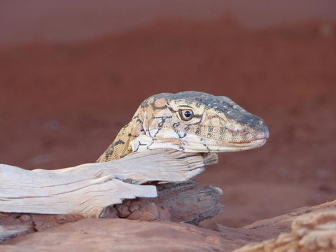 Alice Springs Highlights Half-Day Tour - Accommodation ACT 6