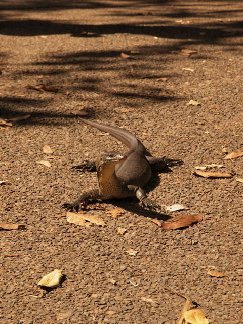 Katherine Day Tour From Darwin Including Katherine Gorge Cruise - Accommodation ACT 9
