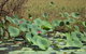 Katherine Day Tour From Darwin Including Katherine Gorge Cruise - thumb 15