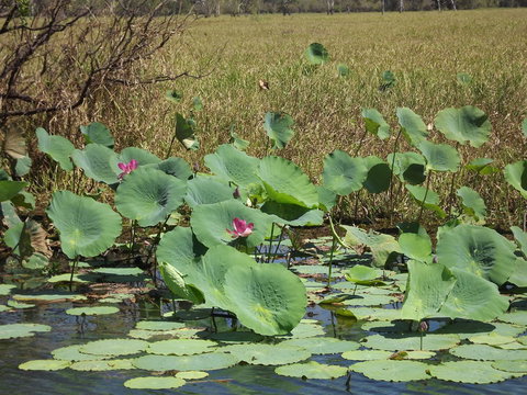 Katherine Day Tour From Darwin Including Katherine Gorge Cruise - Accommodation ACT 15