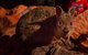 Alice Springs Desert Park Nocturnal Tour - thumb 0