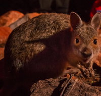 Alice Springs Desert Park Nocturnal Tour - Accommodation ACT