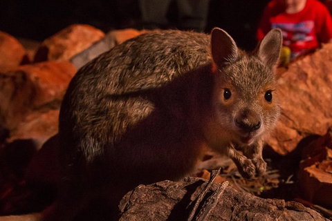 Alice Springs Desert Park Nocturnal Tour - Accommodation ACT 0
