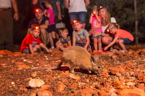 Alice Springs Desert Park Nocturnal Tour - Accommodation ACT 7