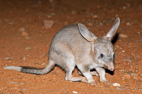 Alice Springs Desert Park Nocturnal Tour - Accommodation ACT 4