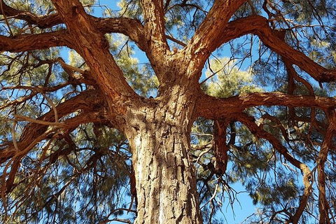 Mount Conner 4WD Small Group Tour From Ayers Rock Including Dinner - Accommodation ACT 4