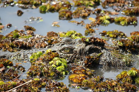 Kakadu, Nourlangie And Yellow Waters Tour From Darwin - Accommodation ACT 17