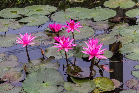 Kakadu, Nourlangie And Yellow Waters Tour From Darwin - Accommodation ACT 37
