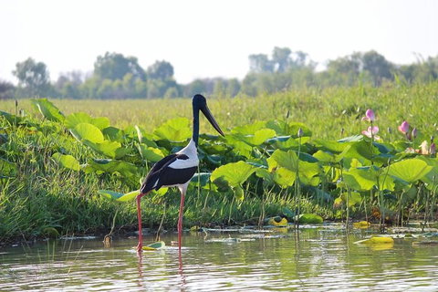 Mary River Wetlands Helicopter And Airboat Adventure From Darwin - Accommodation ACT 4