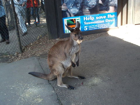 Port Stephens Day Tour With Dolphin Watching, Sandboarding & Australian Wildlife - Accommodation ACT 5